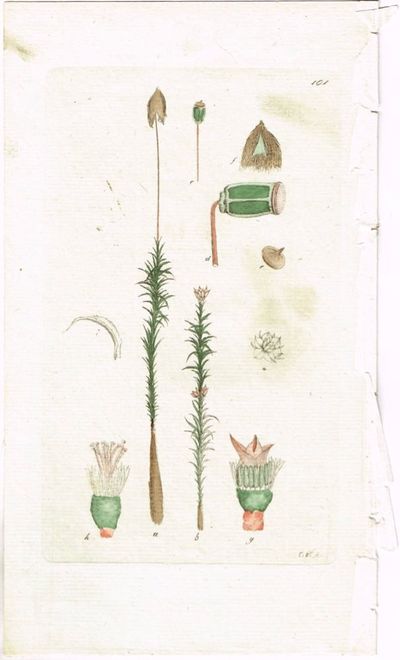 Pl. 101. (Storbjørnemose / Polytrichum commune).…