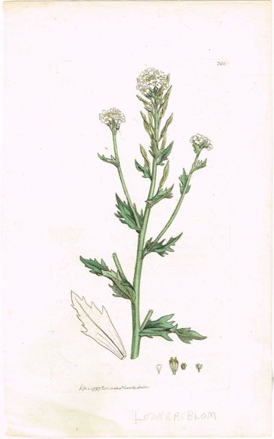 Pl. 388 (Lodnerublom / Draba incana /…