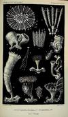 LUMINOUS IMAGES. Faune du Golfe du Lion. Coralliaires Zoanthaires sclerodermes, Archives de Zoologie Experimentale et Generale