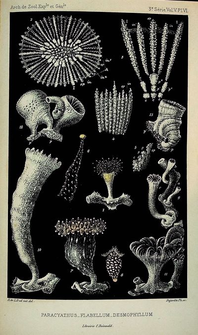 LUMINOUS IMAGES. Faune du Golfe du Lion. Coralliaires Zoanthaires sclerodermes, Archives de Zoologie Experimentale et Generale
