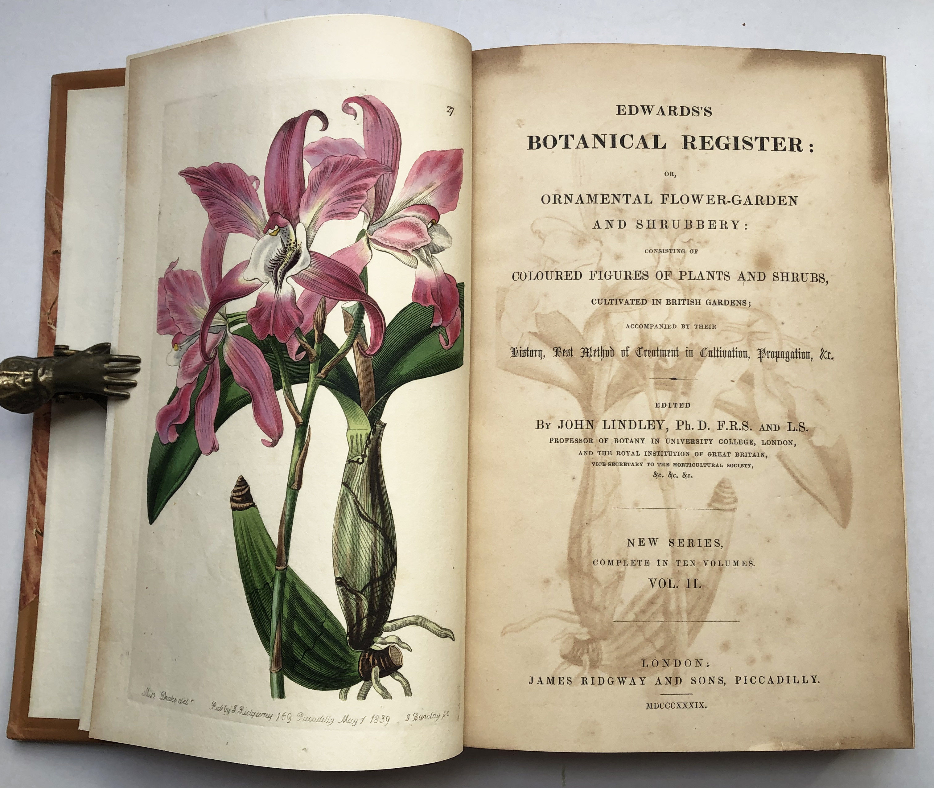1846年 手彩色 銅版画 Edwards's Botanical Register no.35 ラン科