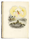 View Image 5 of 6 for Un Autre Monde. Inventory #172997