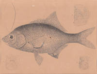 image of Original 1860 Antique Engraved Print of the Silvery Perch or Damalichthys Vacca