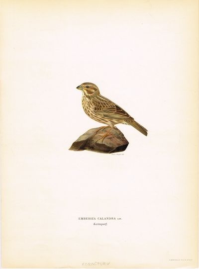 Emberiza calandra. Kornsparf (Kornspurv). Fra…