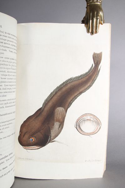 Zoologia danica seu Animalium Daniae et Norvegiae rariorum ac minus notorum descriptiones et historia. Vol I-IV ( i ett bind). (photo 2)