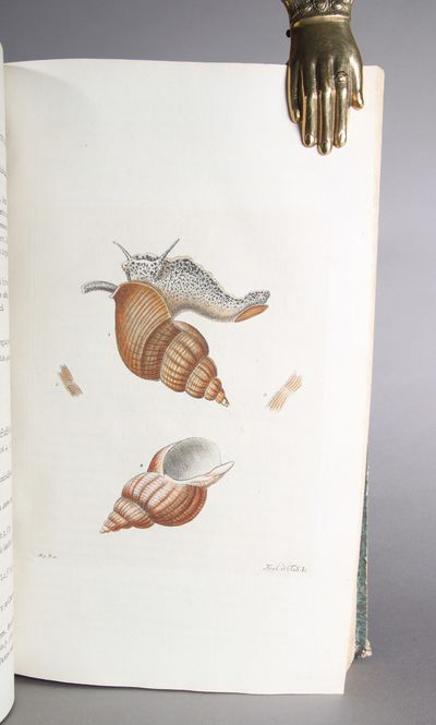 Zoologia danica seu Animalium Daniae et Norvegiae rariorum ac minus notorum descriptiones et historia. Vol I-IV ( i ett bind). (photo 4)