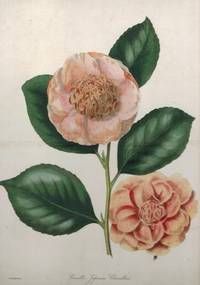 'Camellia Japonica Chandleri'. Two flowers and leaves by F.W. Smith