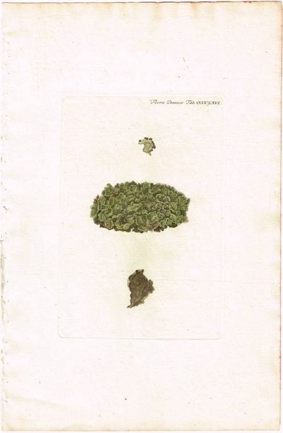 Tab. CCCCLXVI. Nephroma arcticum (Storvrenge).…