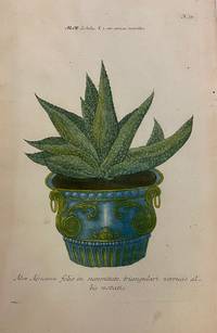 Aloe Africana folio in summitate triangulari verrucis al bis notatis; N. 59 Aloe disticha