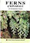 Ferns of Kinabalu - an introduction