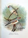 Foreign finches in captivity