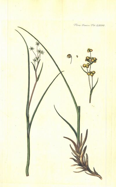 Plansje LXXVI fra Flora Danica. Andre hefte.