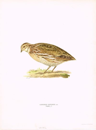Coturnix Coturnix. Vaktel. Fra verket “Svenska…