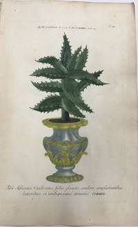 Aloe Africana caulescens folus glaucis caulem amplectentibus latioribus et undiquaque spinosis; N. 49 Aloe Perfoliata