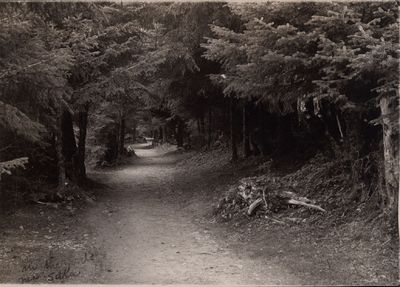 In the woods near Sitka