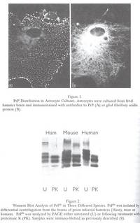 Immunological Investigations : A Journal of Molecular and Cellular Immunology, 26 (1&2)...