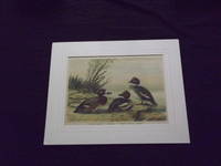 Naturgeschichte der Vogel Mitteleuropas…