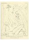 Reproducción/Reproduction 47062467561: A critical revision of the genus Eucalyptus,. Sydney,Gullick,1903-33..
