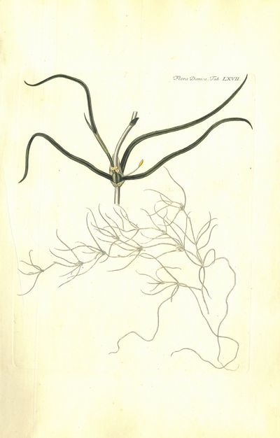 Plansje LXVII fra Flora Danica. Andre hefte.