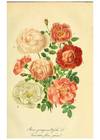 Reproducción/Reproduction 49691598457: Gartenflora.. Erlangen :F. Enke,1852-1940..