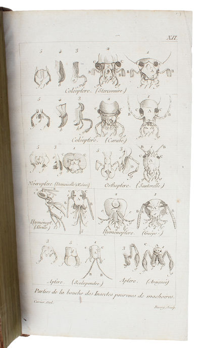 Tableau élémentaire de l'Histoire Naturelle des Animaux. (photo 3)