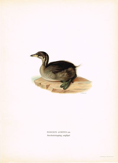 Podiceps auritus. Svarthakedopping, ungfågel.…