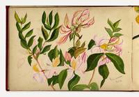 Album of Botanical Specimens from Australia, California, and England