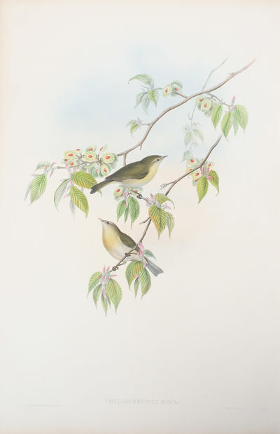 Phyllopneuste Rufa. Chiff-chaff.