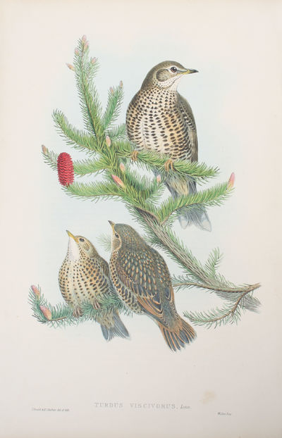 Turdus Viscivorus, Linn. Missel-Thrush.