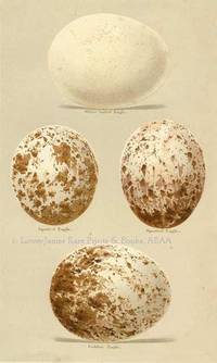 Eggs of White-tailed Eagle, Spotted Eagle, Golden Eagle