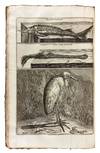 View Image 19 of 31 for Voyages ... par la Moscovie, en Perse, et aux Indes Orientales Inventory #42045