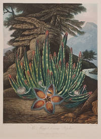 image of The Maggot-bearing Stapelia