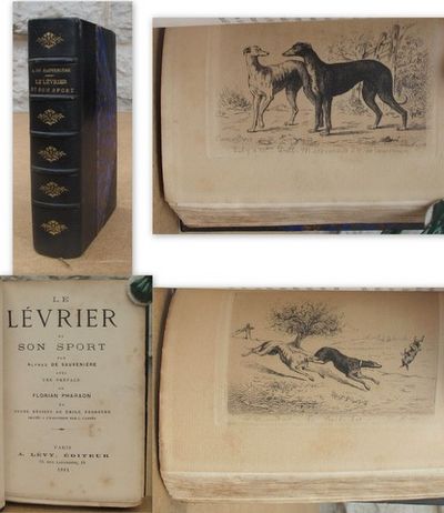 Le Lévrier et son sport.
