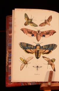 The Common Moths Of England by Rev. J.G. Wood - c1870