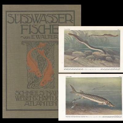 Süsswasserfische. Eine Übersicht über die…