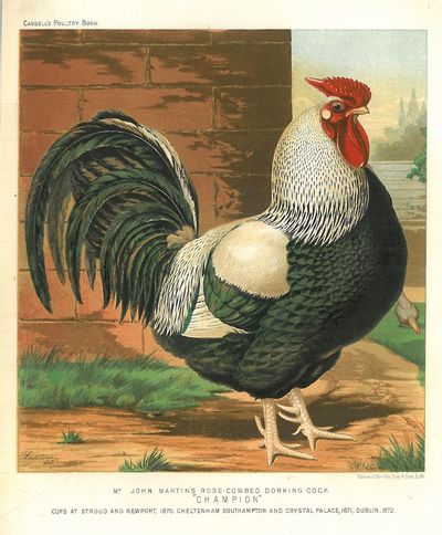 Originalt kromolitografi fra “Cassell’s Poultry…