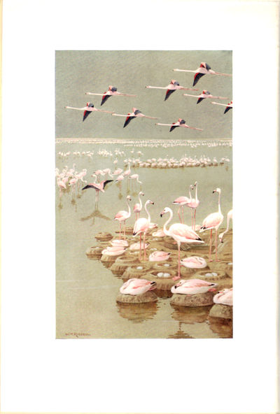 Retrospect. Reminiscences and Impressions of a Hunter-Naturalist in three Continents 1851 - 1928. Illustrations by Joseph Crawhall, W. H. Riddell (20 in Colour) and rough Sketches by the Author. (photo 2)
