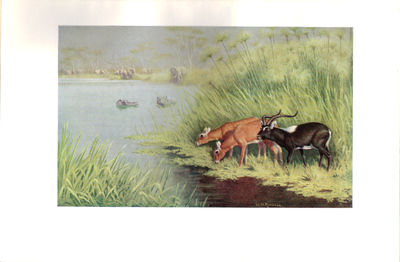 Retrospect. Reminiscences and Impressions of a Hunter-Naturalist in three Continents 1851 - 1928. Illustrations by Joseph Crawhall, W. H. Riddell (20 in Colour) and rough Sketches by the Author. (photo 3)