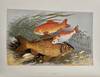 View Image 2 of 3 for British Fresh-Water Fishes; Illustrated With A Coloured Figure Of Each Species Drawn From Nature By ... Inventory #24195