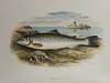 View Image 3 of 3 for British Fresh-Water Fishes; Illustrated With A Coloured Figure Of Each Species Drawn From Nature By ... Inventory #24195