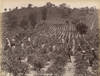 Photograph of Tea Leaf Harvest in Ceylon