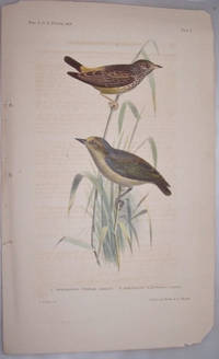 Pholidornis Rushiae [Cassin] & Aegithalus Flavifrons [Cassin]  [Birds  Color Lithograph] Plate 1