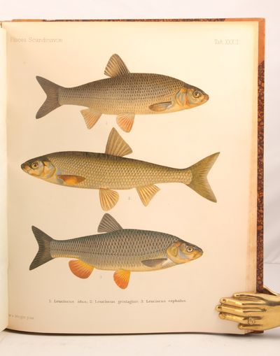 Skandinaviens fiskar. Målade af W. von Wright. Beskrifna af B. Fries, C. U. Ekström och C. Sundevall. Andra upplagan. Bearbetning och forsättning af F. A. Smitt. Bind 1-2. (photo 3)