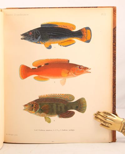 Skandinaviens fiskar. Målade af W. von Wright. Beskrifna af B. Fries, C. U. Ekström och C. Sundevall. Andra upplagan. Bearbetning och forsättning af F. A. Smitt. Bind 1-2. (photo 4)