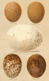 Eggs of Iceland Falcon, Greenland Falcon, Griffon Vulture, Egyptian Vulture