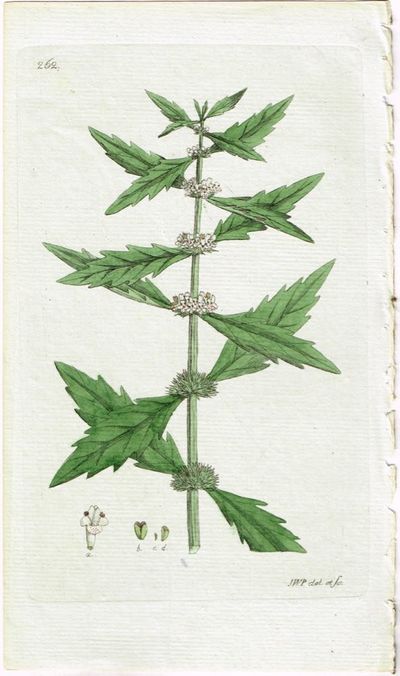 Pl. 262. (Klourt / Lycopus Eurpæus). Fra verket…