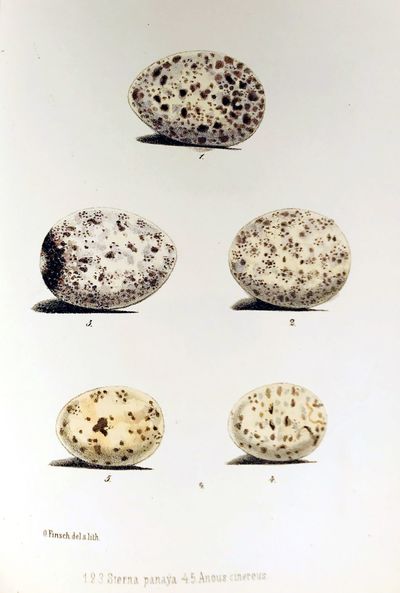 Beitrag ur fauna Centralpolynesiens. Ornithologie der Viti-, Samoa- und Tonga-Inseln