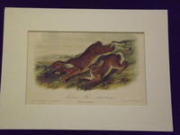 image of Quadrupeds of North America: Northern Hare.