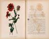 View Image 11 of 15 for The Native Flowers and Ferns of the United States in their Botanical, Horticultural, and Popular Asp... Inventory #23297