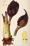 View Image 12 of 15 for The Native Flowers and Ferns of the United States in their Botanical, Horticultural, and Popular Asp... Inventory #23297